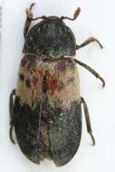 Image of larder beetle