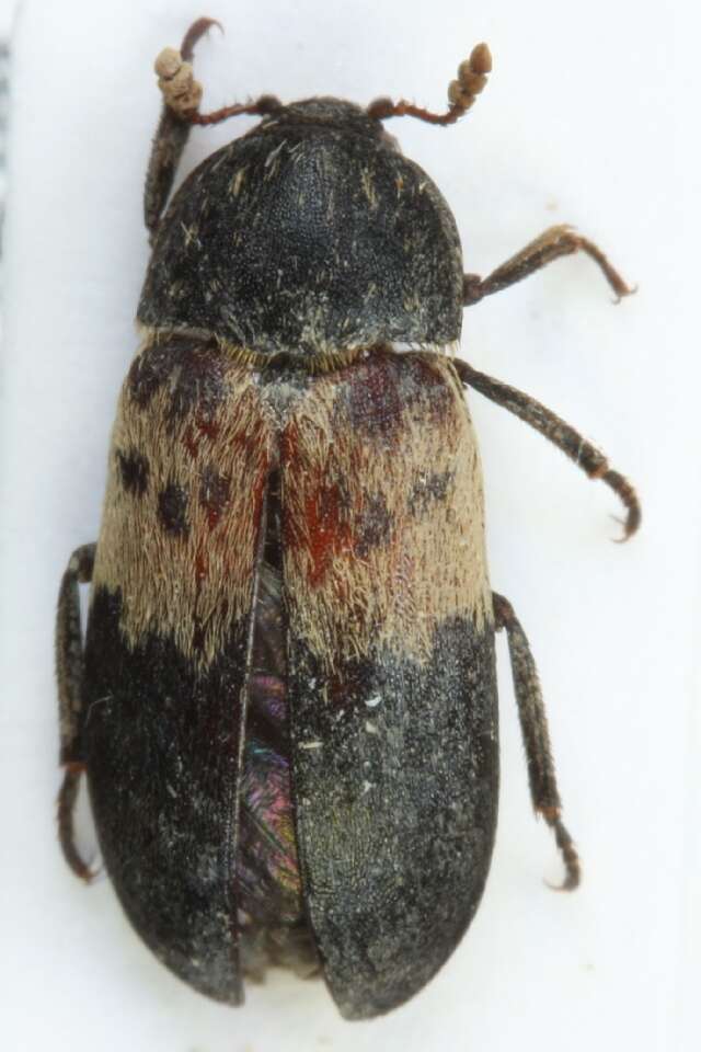 Image of larder beetle