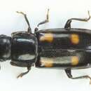 Image of European Bark Beetle Predator