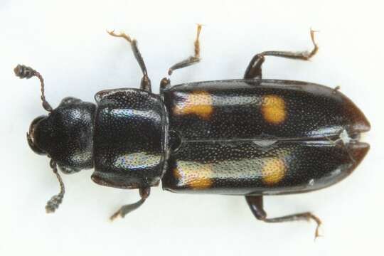 Image of European Bark Beetle Predator