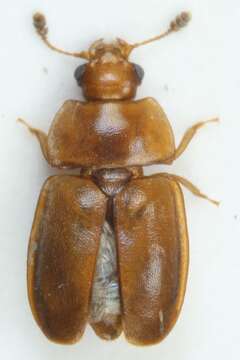 Image of Epuraea terminalis Mannerheim 1843