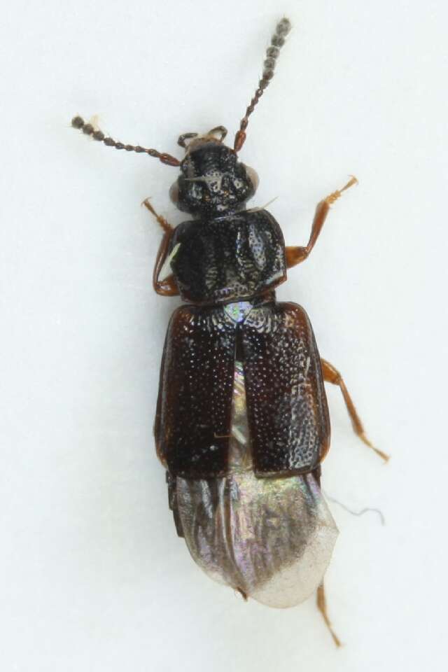 Image of Ocillate rove beetle