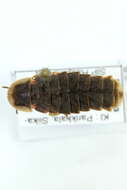 Image of common glow-worm