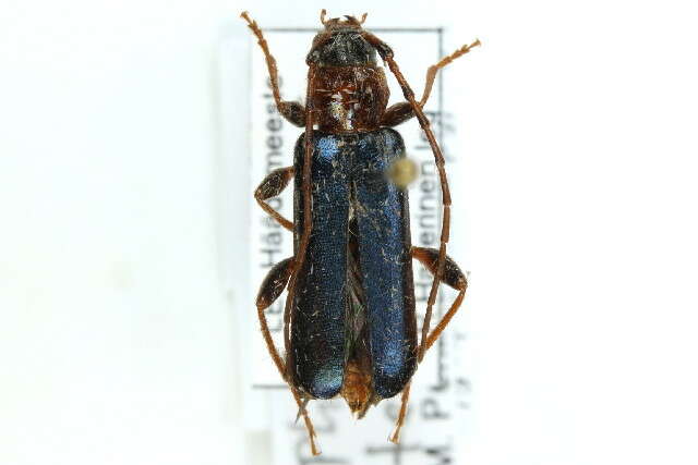 Image of Long-horned beetle