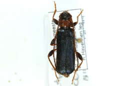 Image of Long-horned beetle