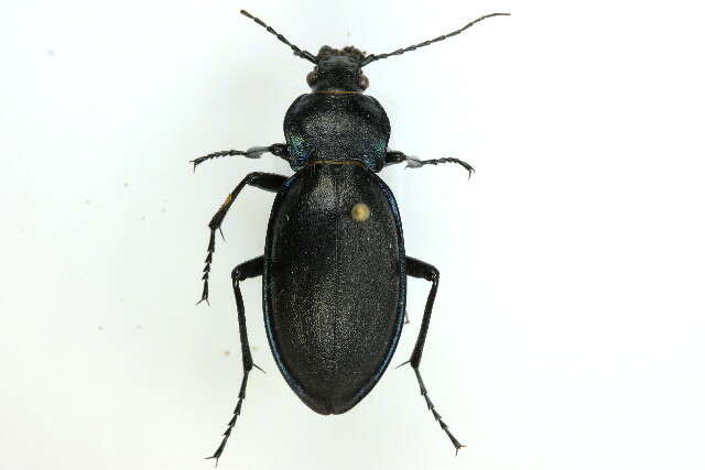 Image of Violet Ground Beetle