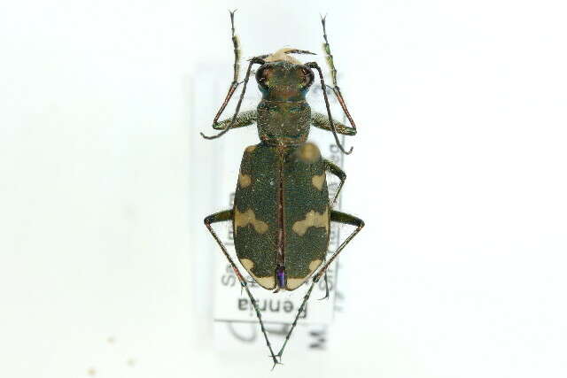 Image de Cicindela (Cicindela) hybrida Linnaeus 1758