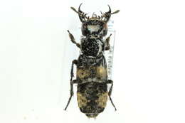 Image of Hairy Rove Beetle