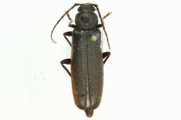 Image of Arhopalus rusticus (Linné 1758)