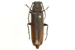 Image of Arhopalus rusticus (Linné 1758)