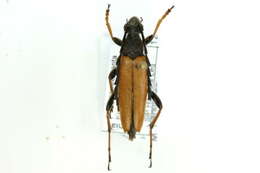 Image of Stictoleptura (Aredolpona) rubra (Linné 1758)