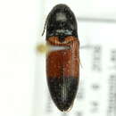 Image of <i>Ampedus balteatus</i>