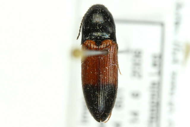 Imagem de <i>Ampedus balteatus</i>