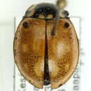 Image of <i>Anatis ocellata</i>