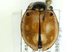 Image of <i>Anatis ocellata</i>