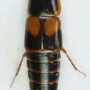 Image of Tachinus (Tachinus) marginatus (Fabricius 1792)