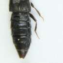 Image of Atheta (Trochanterella) cribripennis Sahlberg & J. 1890