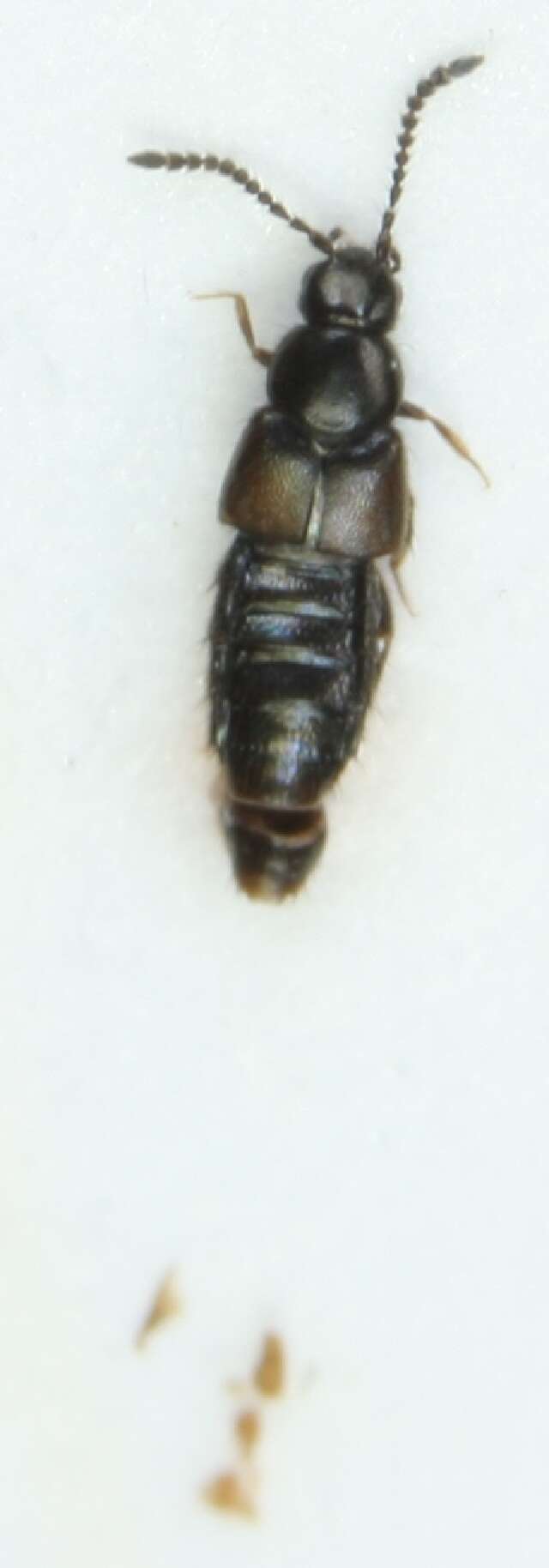 Image of Atheta (Dimetrota) nigripes (Thomson & C. G. 1856)