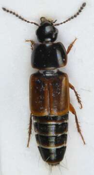 Image of Tachinus (Tachinus) lignorum (Linnaeus 1758)