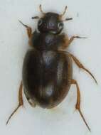 Laccobius (Laccobius) minutus (Linnaeus 1758) resmi