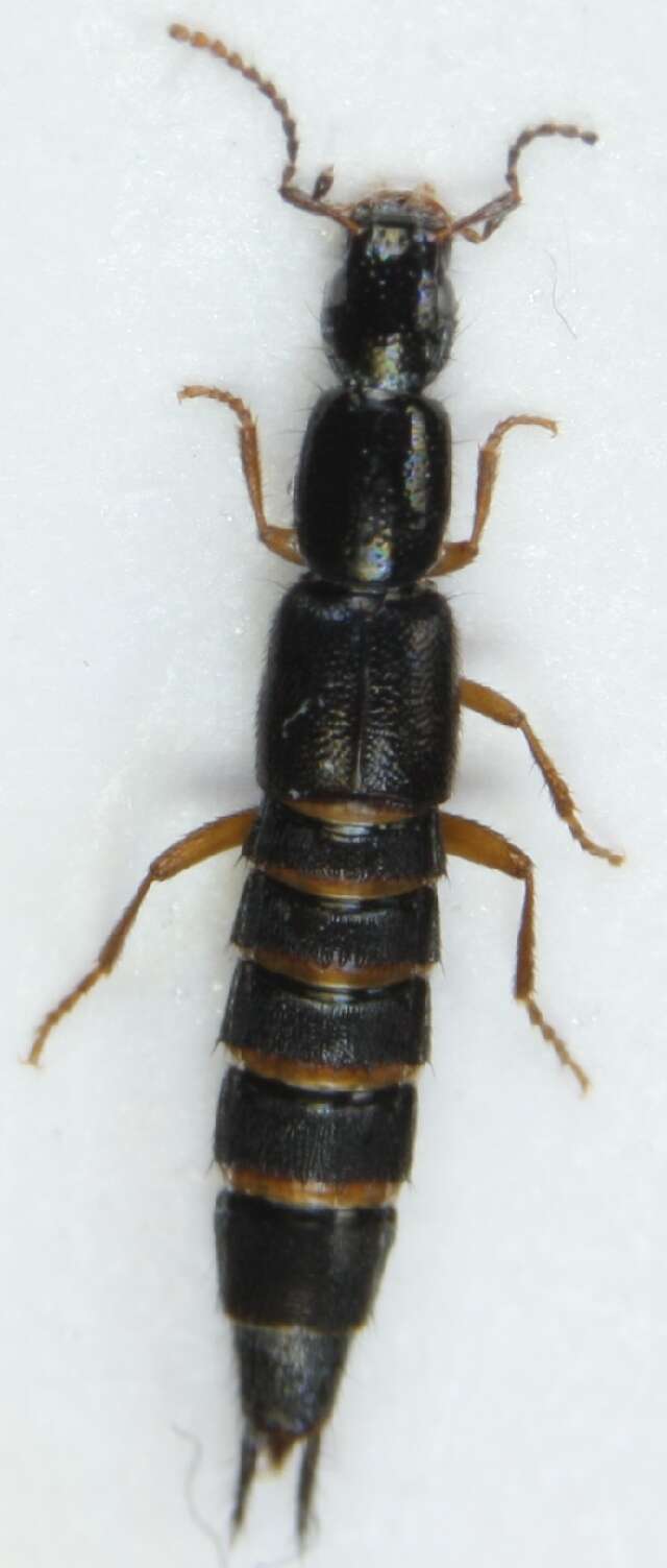 Image of Rove beetle