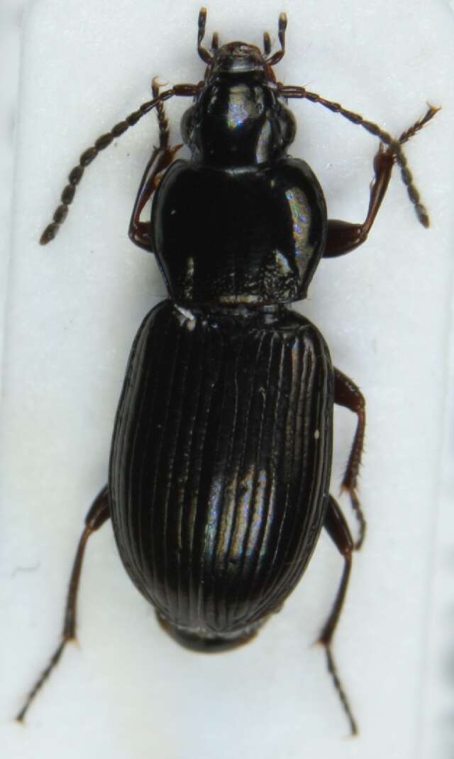 Image de Pterostichus (Phonias) diligens (Sturm 1824)