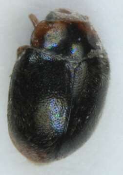 Imagem de <i>Scymnus haemorrhoidalis</i>