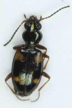 Image of Bembidion (Bembidion) quadrimaculatum (Linnaeus 1760)