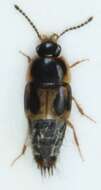 Image of Cilea silphoides (Linnaeus 1767)