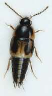 Image of Cilea silphoides (Linnaeus 1767)