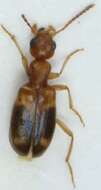 Image of <i>Stricticollis tobias</i>