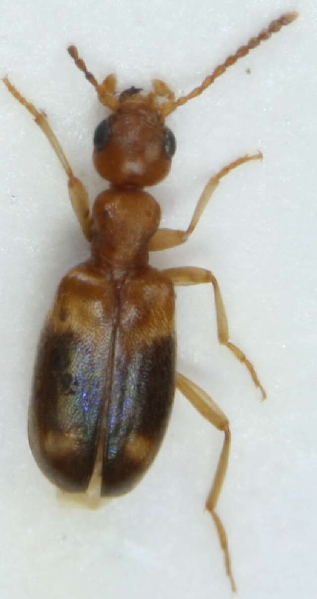 Image of <i>Stricticollis tobias</i>