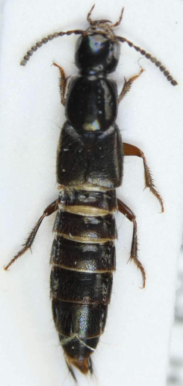 Image of Rove beetle