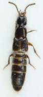 Image of Rove beetle