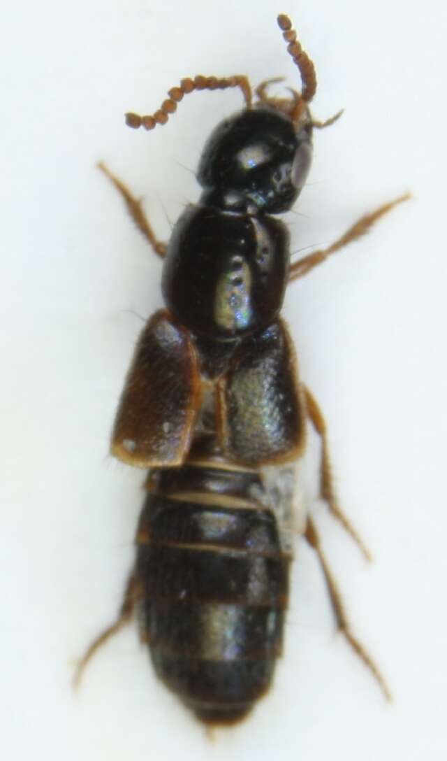 Image of Rove beetle