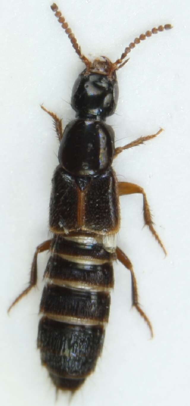 Image of Rove beetle