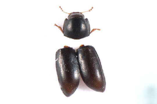 Image of <i>Cis bidentatus</i>