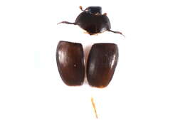 Image of hister beetles
