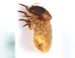 Image of <i>Clytra quadripunctata</i>