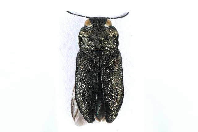 Imagem de Anthaxia quadripunctata (Linnaeus 1758)