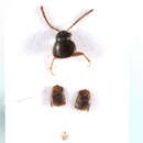 Image of Devia prospera (Erichson 1839)