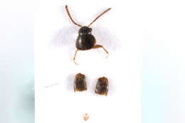 Image of Devia prospera (Erichson 1839)