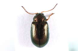 <i>Crepidodera fulvicornis</i> resmi