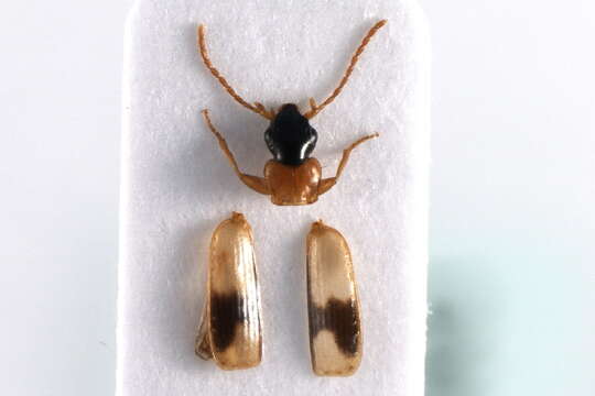 Image of Ground beetle