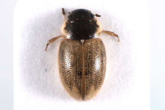 Image de Laccobius (Laccobius) minutus (Linnaeus 1758)