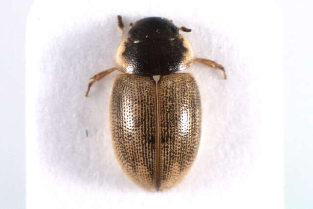 Laccobius (Laccobius) minutus (Linnaeus 1758) resmi