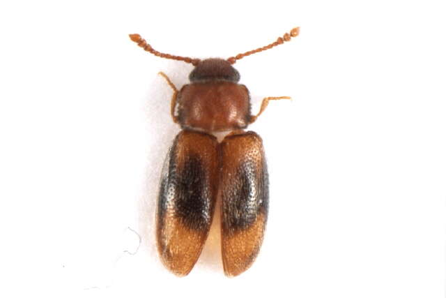 صورة <i>Micrambe bimaculata</i>