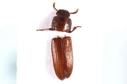 Image of Confused flour beetle
