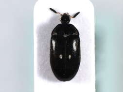 Image of Fur beetle