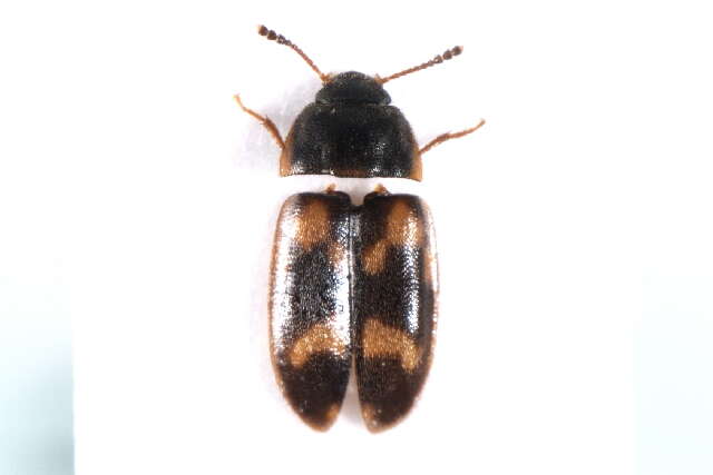 Image of hairy fungus beetle